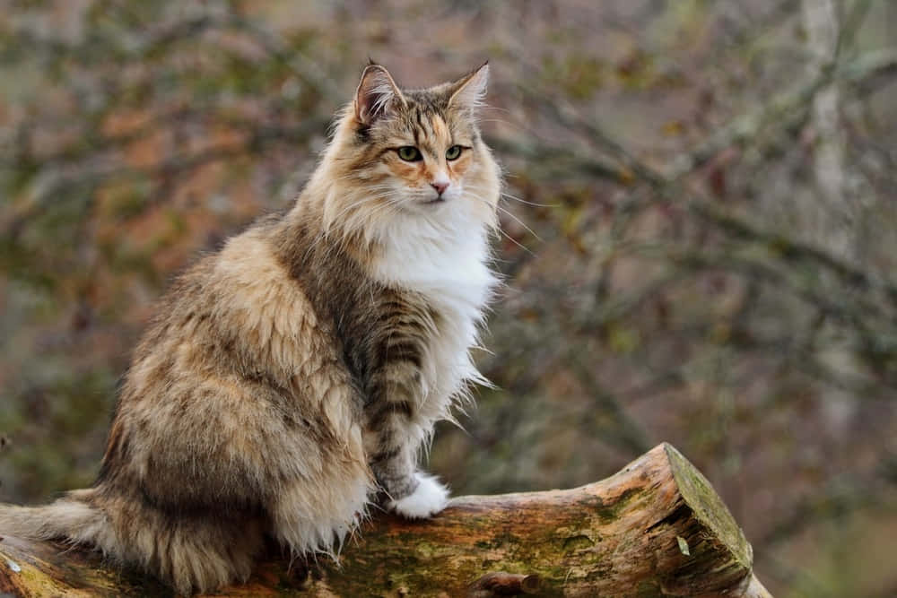 Norwegian Forest Cat in a playful mood Wallpaper
