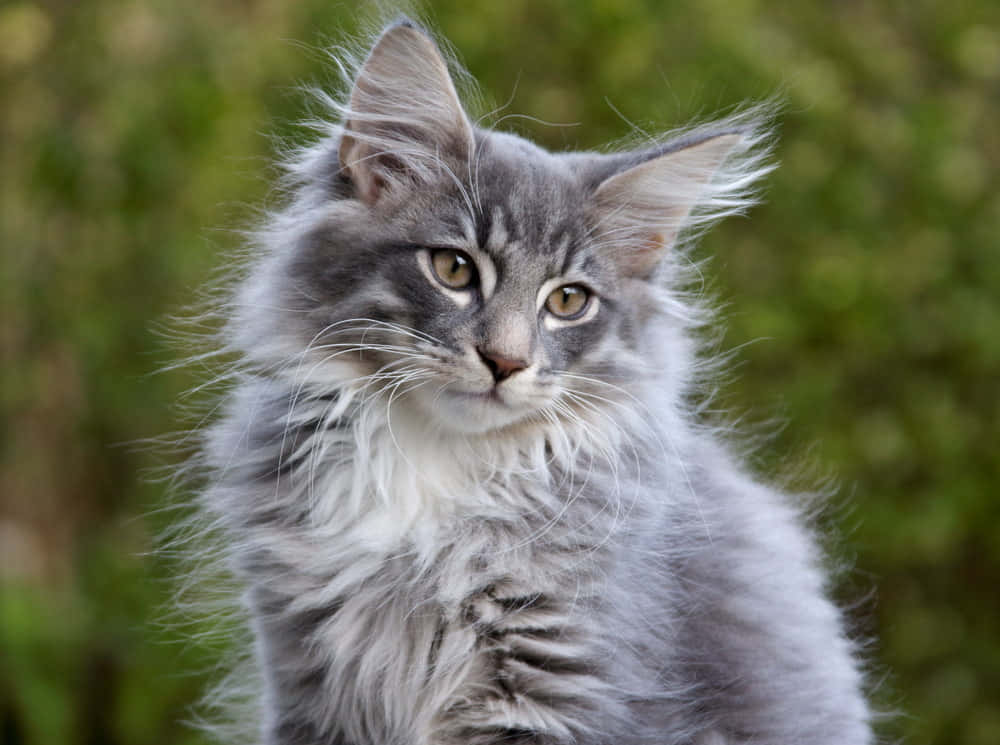 grey tabby norwegian forest cat
