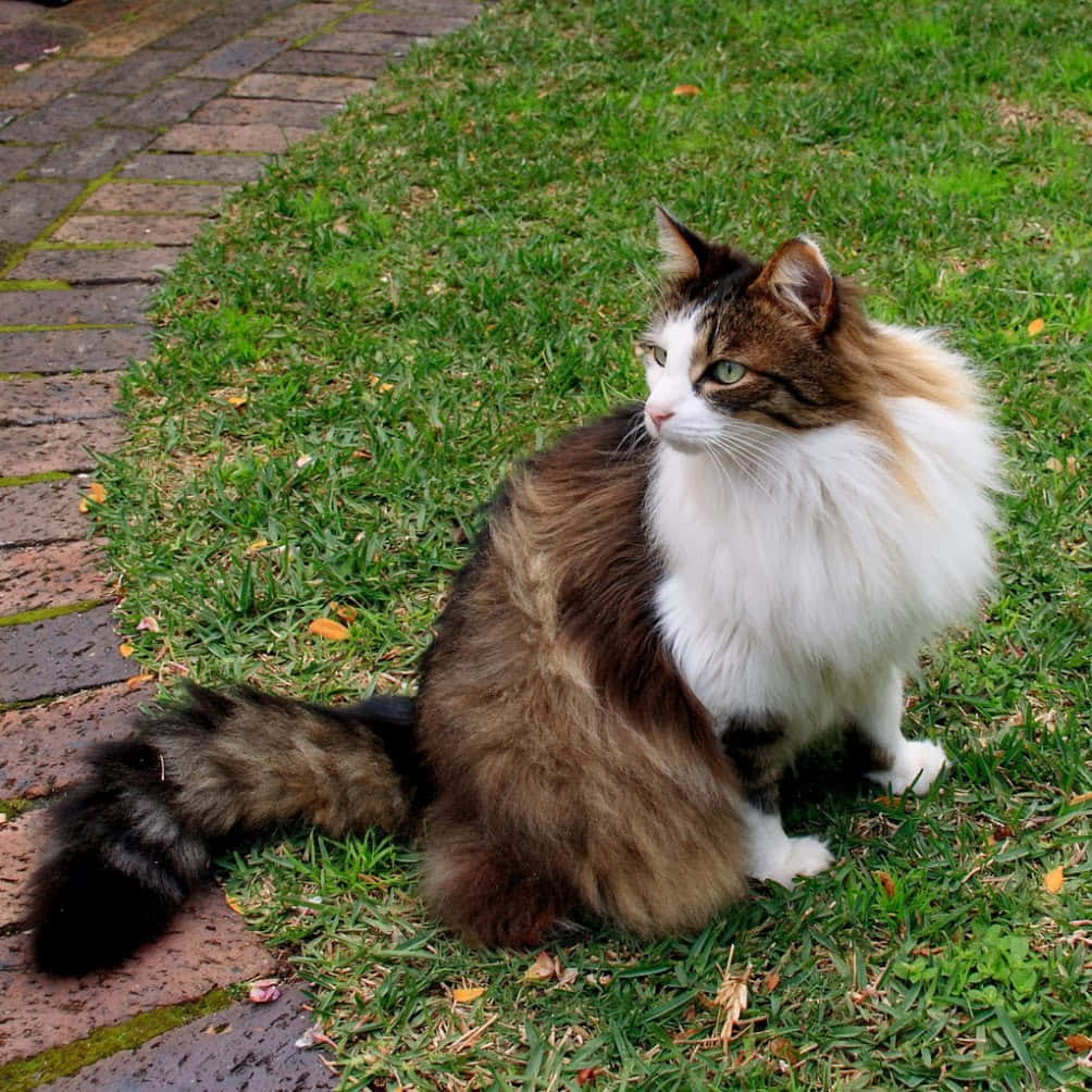 Majestic Norwegian Forest Cat perched outdoors Wallpaper