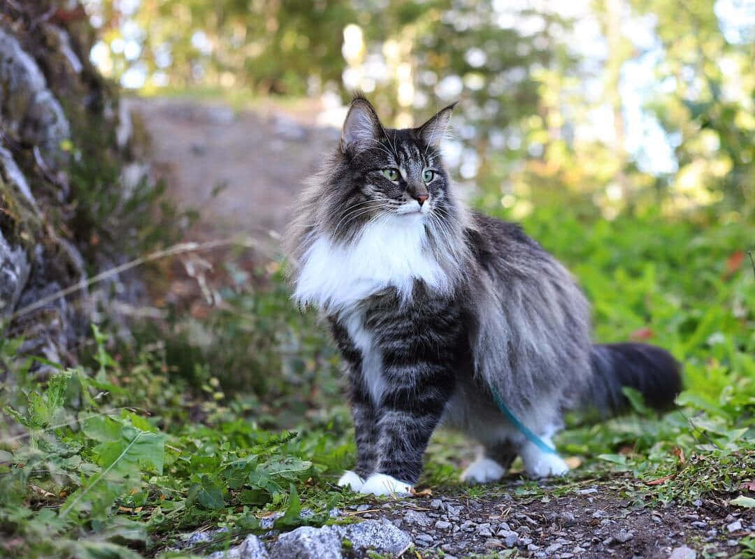 Лесная кошка купить. Норвежский Лесной кот. Норвежская длинношерстная Лесная кошка. Норвежская Лесная кошка (Скогкэт). Норвежская Лесная Тошка.