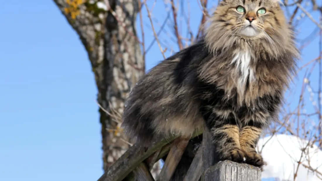 Majestic Norwegian Forest Cat relaxing outdoors Wallpaper