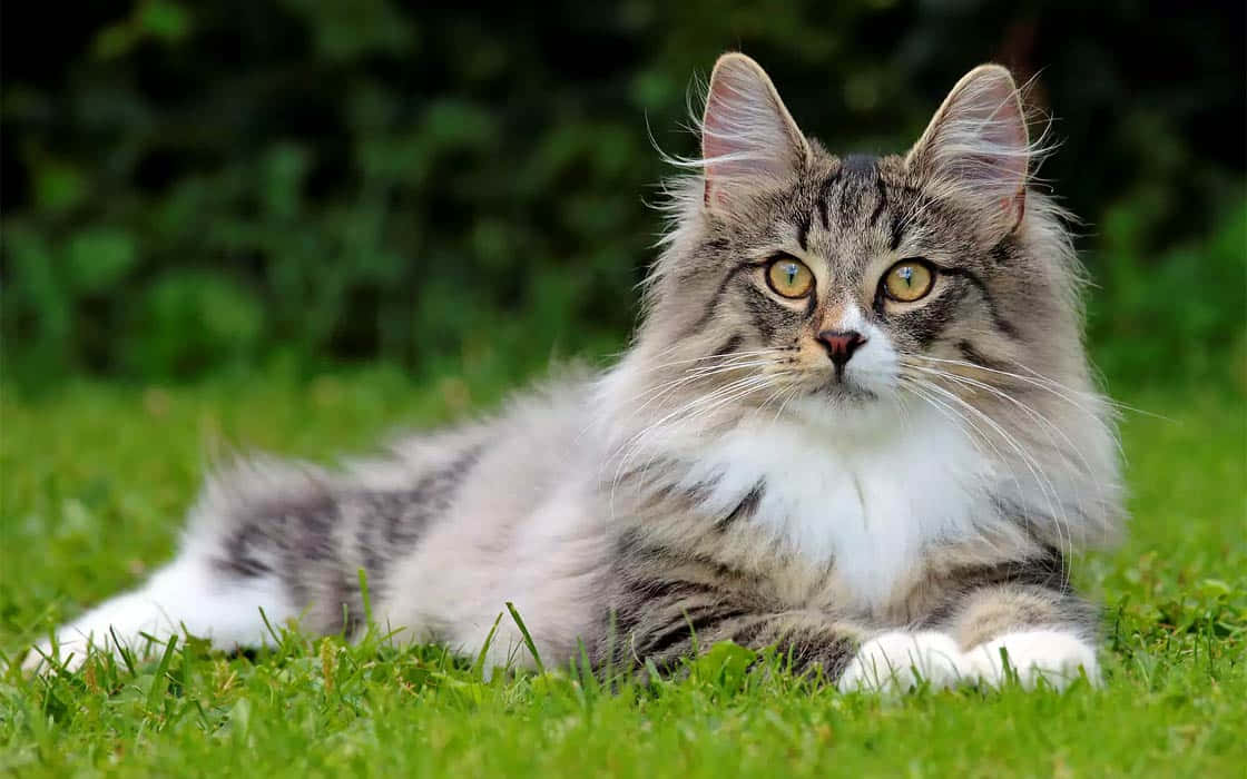 Majestic Norwegian Forest Cat lounging outdoors Wallpaper