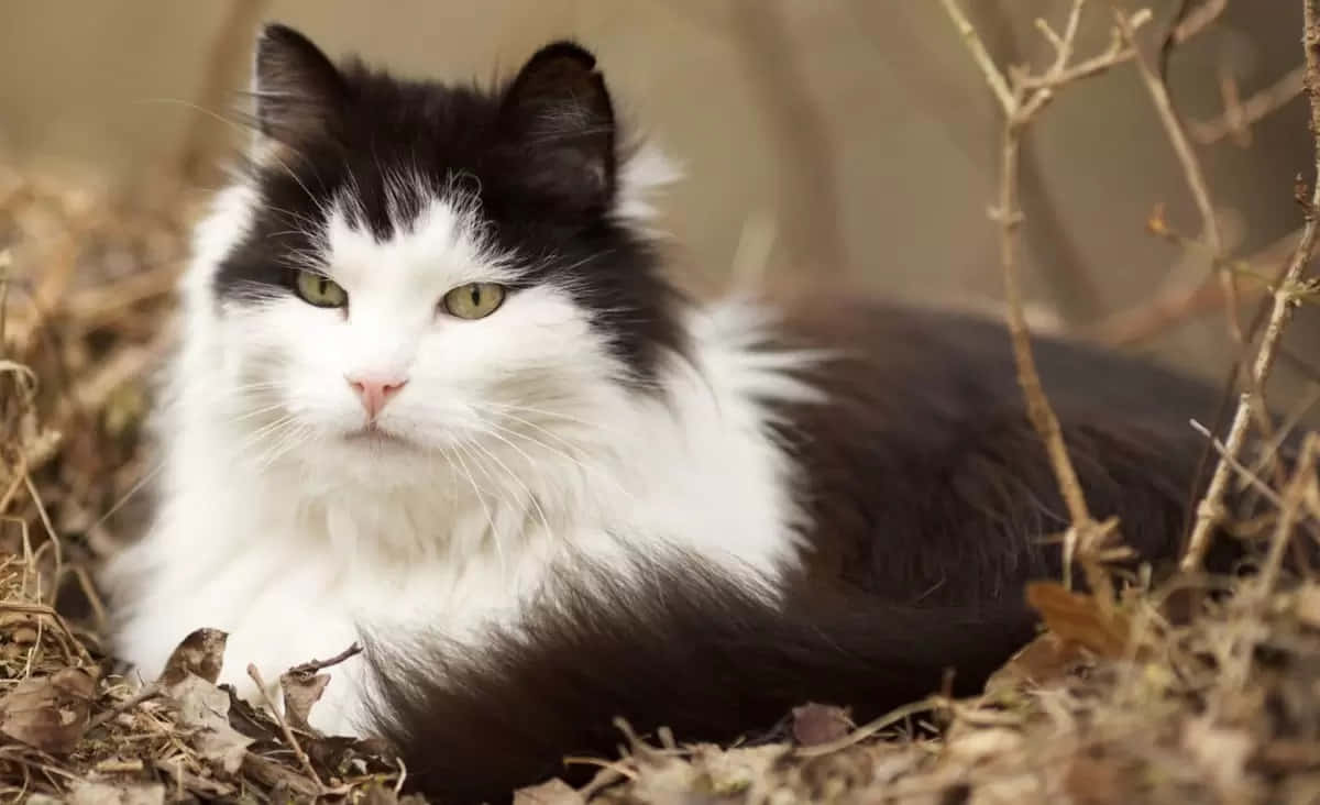 Majestic Norwegian Forest Cat outdoors Wallpaper