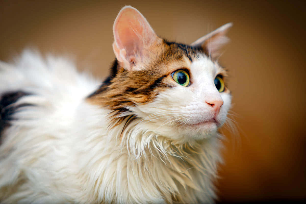 Beautiful Norwegian Forest Cat Perched on a Branch Wallpaper