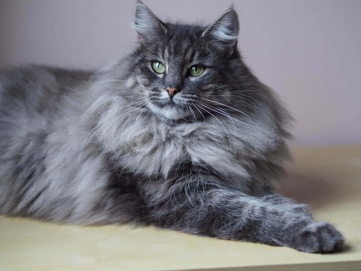 Majestic Norwegian Forest Cat lounging outdoors Wallpaper