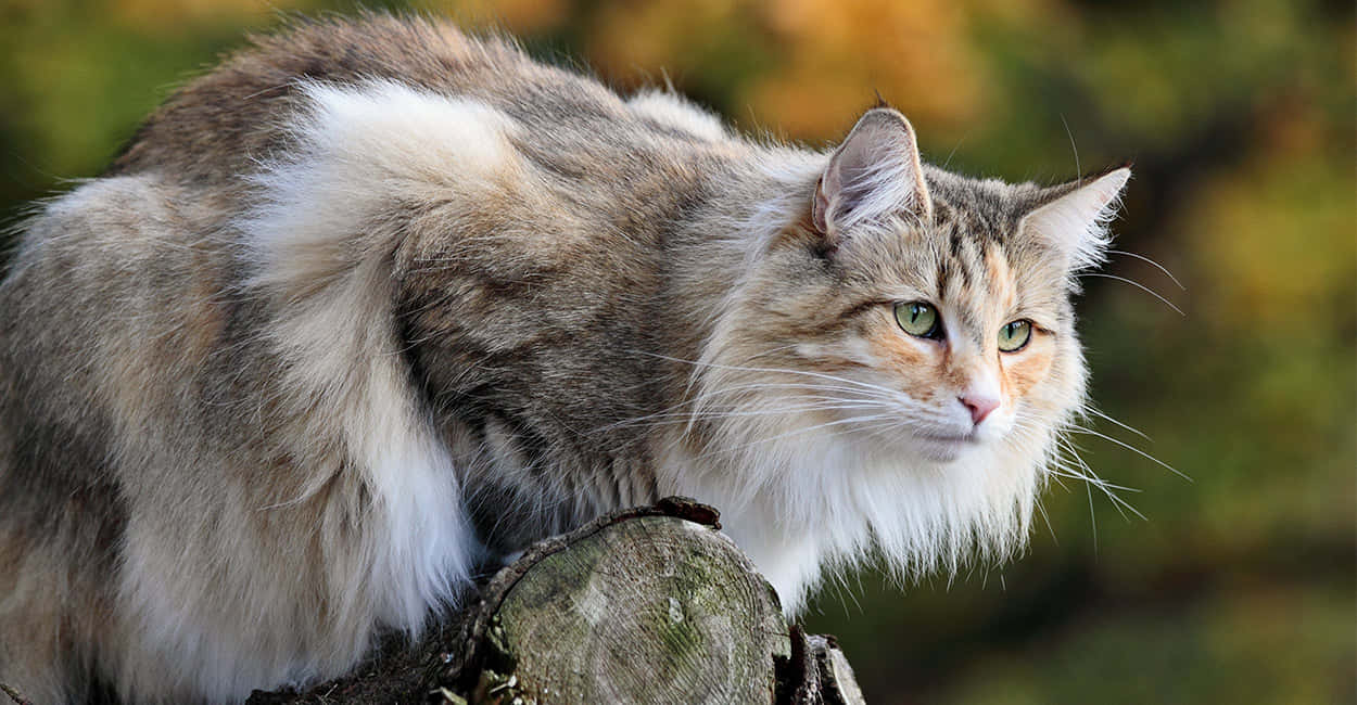 Majestic Norwegian Forest Cat gazing into the distance Wallpaper