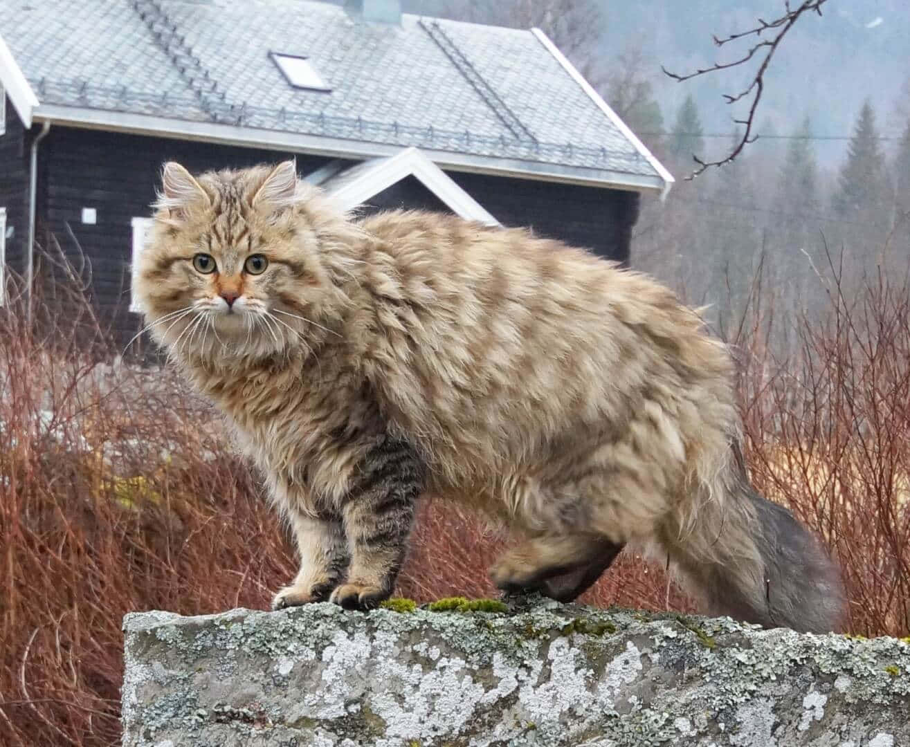 A Stunning Norwegian Forest Cat Lounging in the Wild Wallpaper