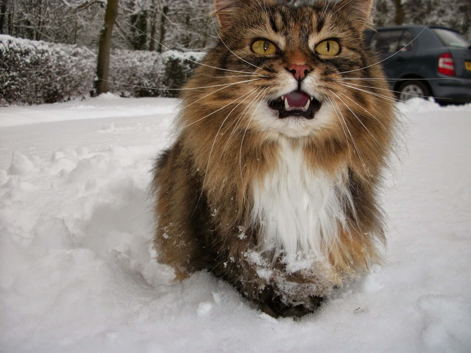 Majestic Norwegian Forest Cat in Natural Environment Wallpaper
