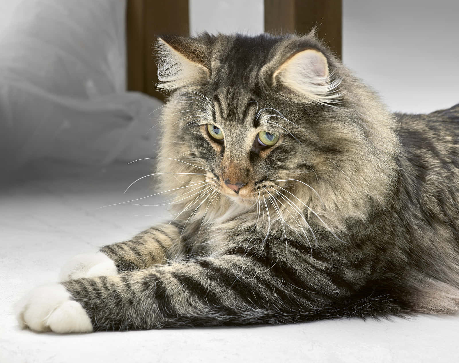 A Majestic Norwegian Forest Cat Lounging on a Rock Wallpaper