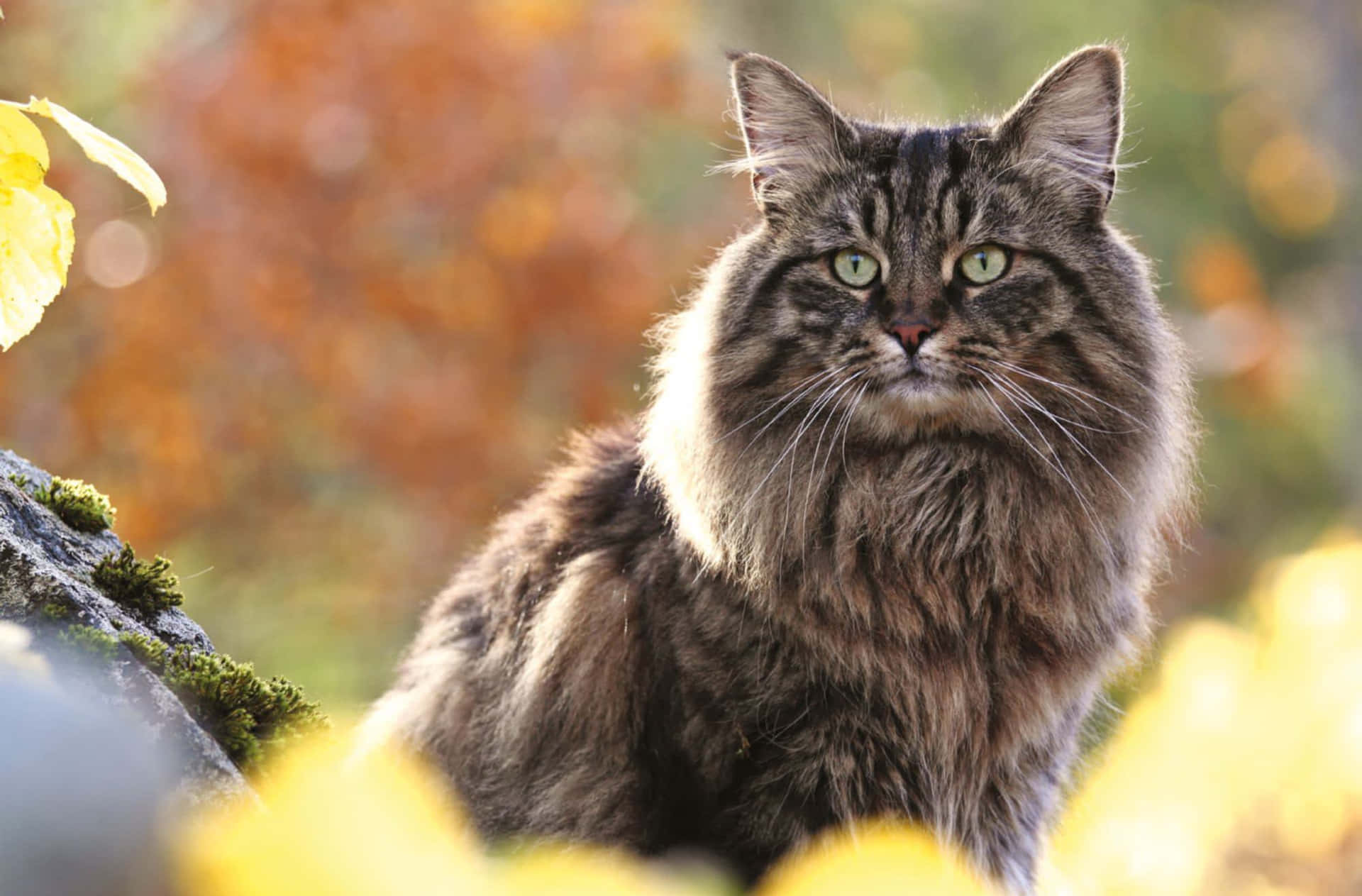 Download Majestic Norwegian Forest Cat Relaxing in Nature Wallpaper