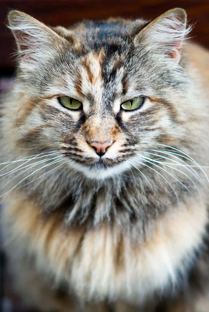 Majestic Norwegian Forest Cat Resting in Nature Wallpaper