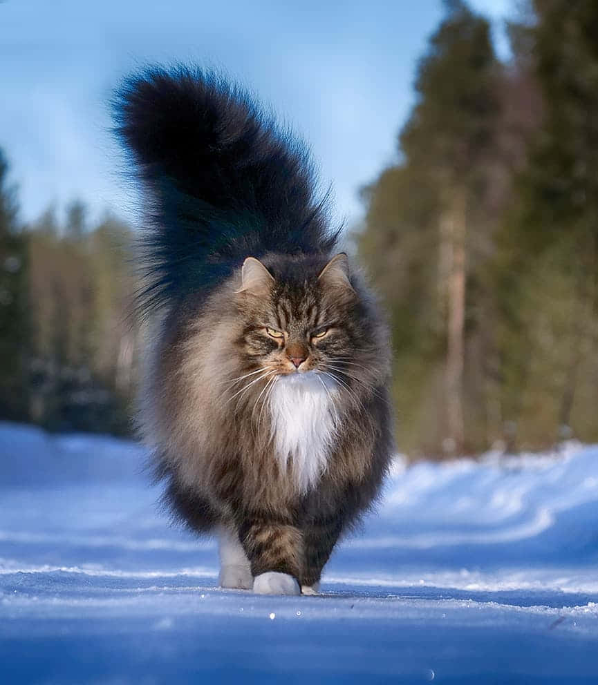 Caption: Majestic Norwegian Forest Cat Resting Wallpaper