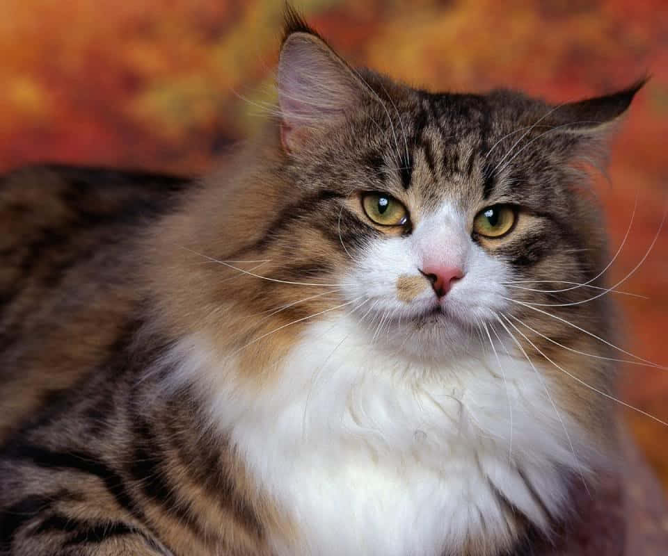 Majestic Norwegian Forest Cat leisurely resting in nature Wallpaper