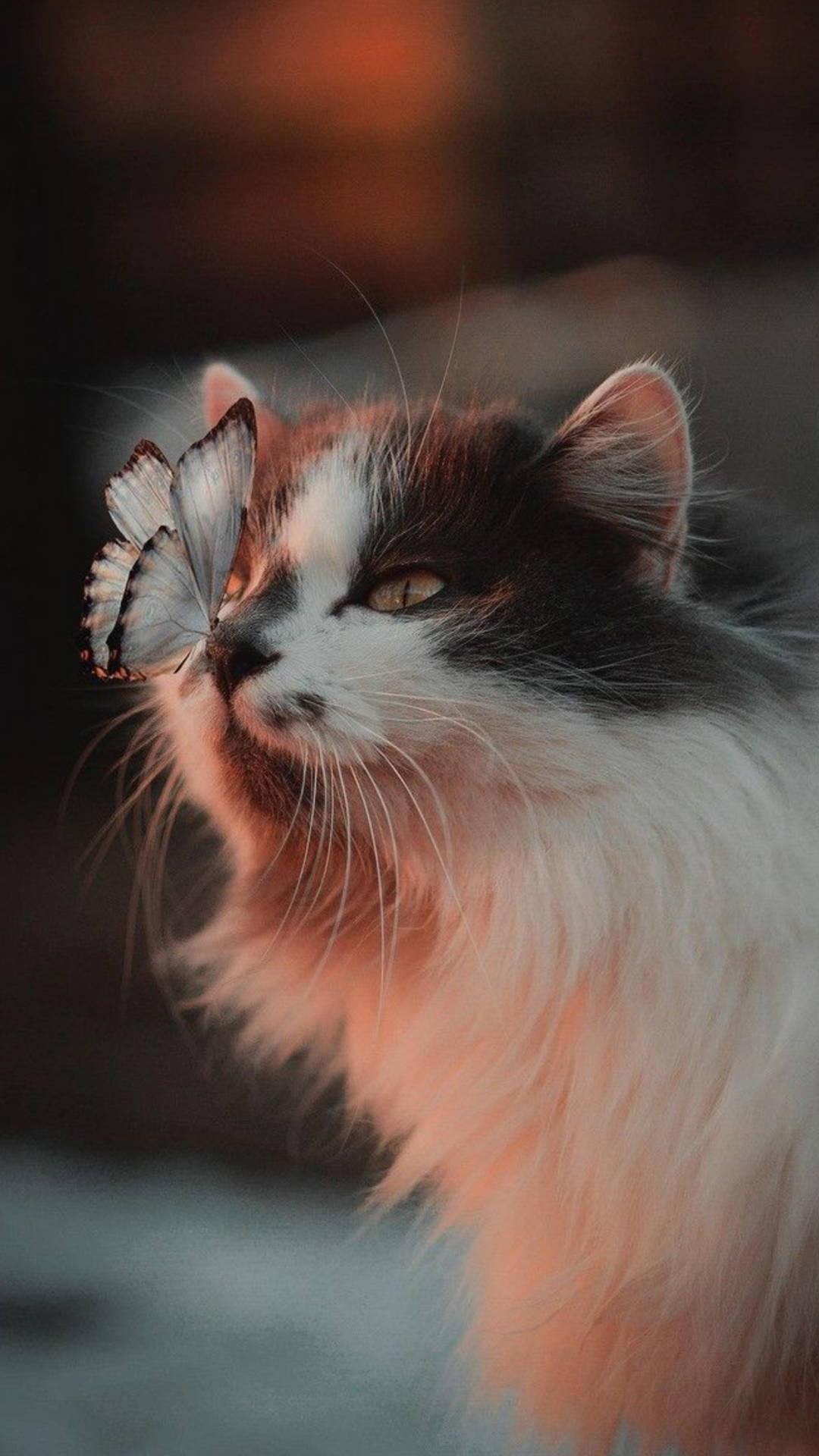 Norwegian Forest Cute Cat Aesthetic With Butterfly
