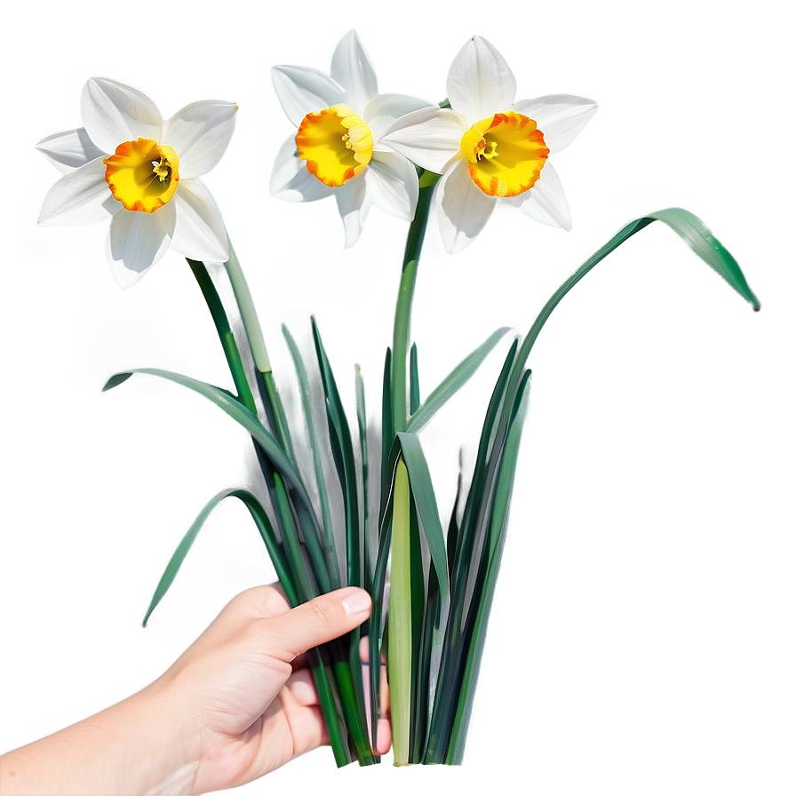 Nostalgic Narcissus Png 74 PNG