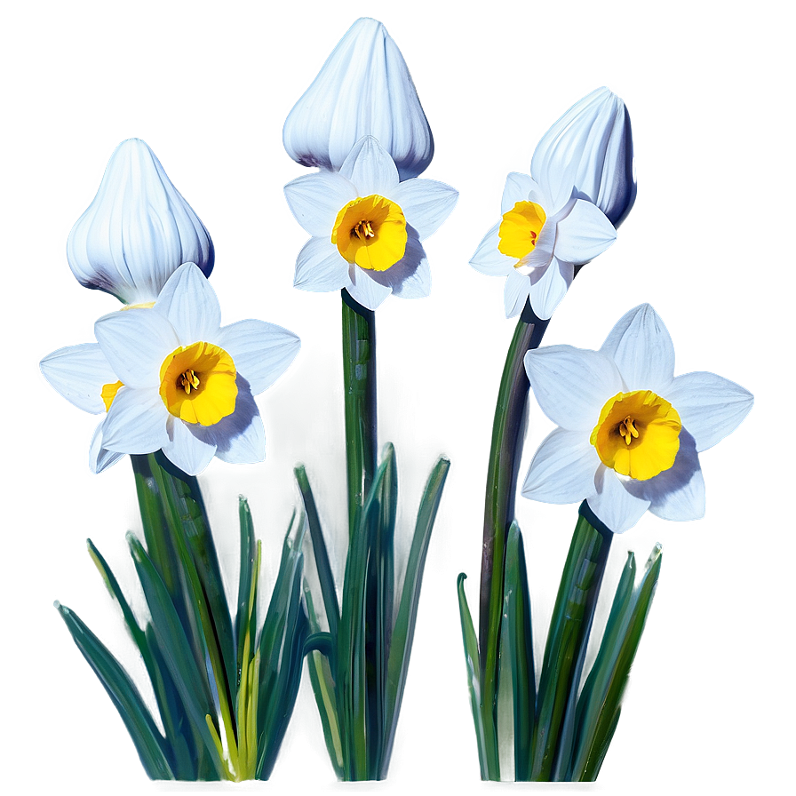 Nostalgic Narcissus Png Epi PNG