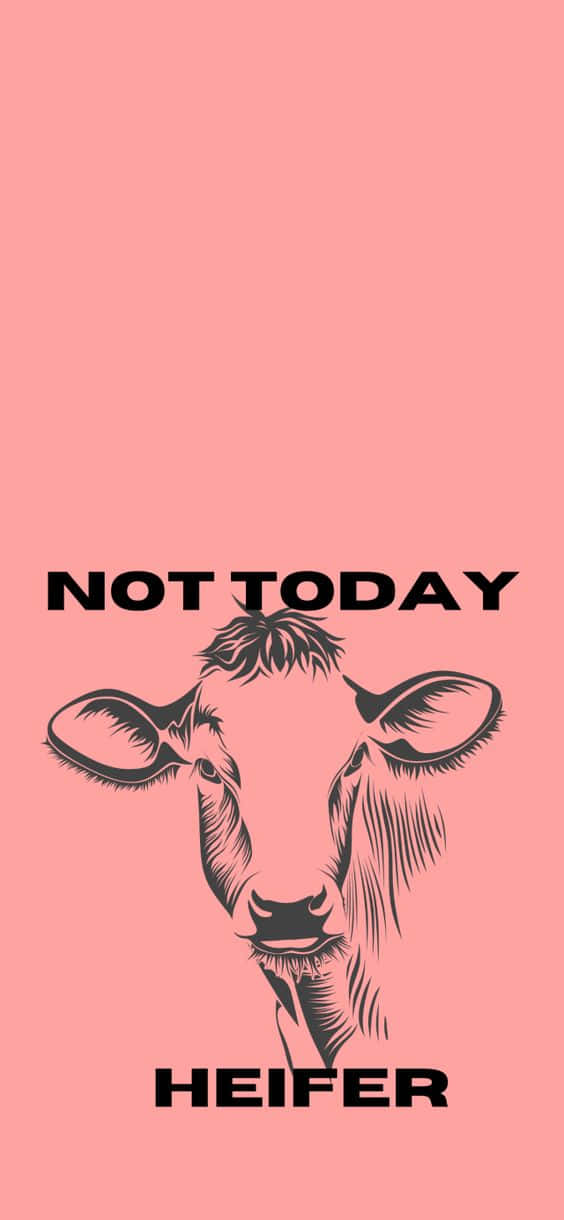 Download Not Today Heifer Pink Background Wallpaper | Wallpapers.com