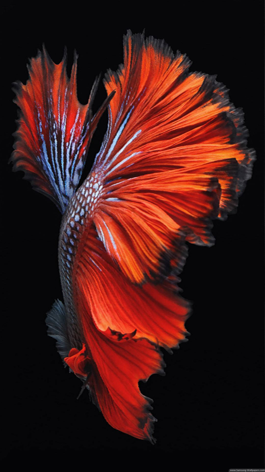 A beautiful beta fish resting in its natural habitat Wallpaper