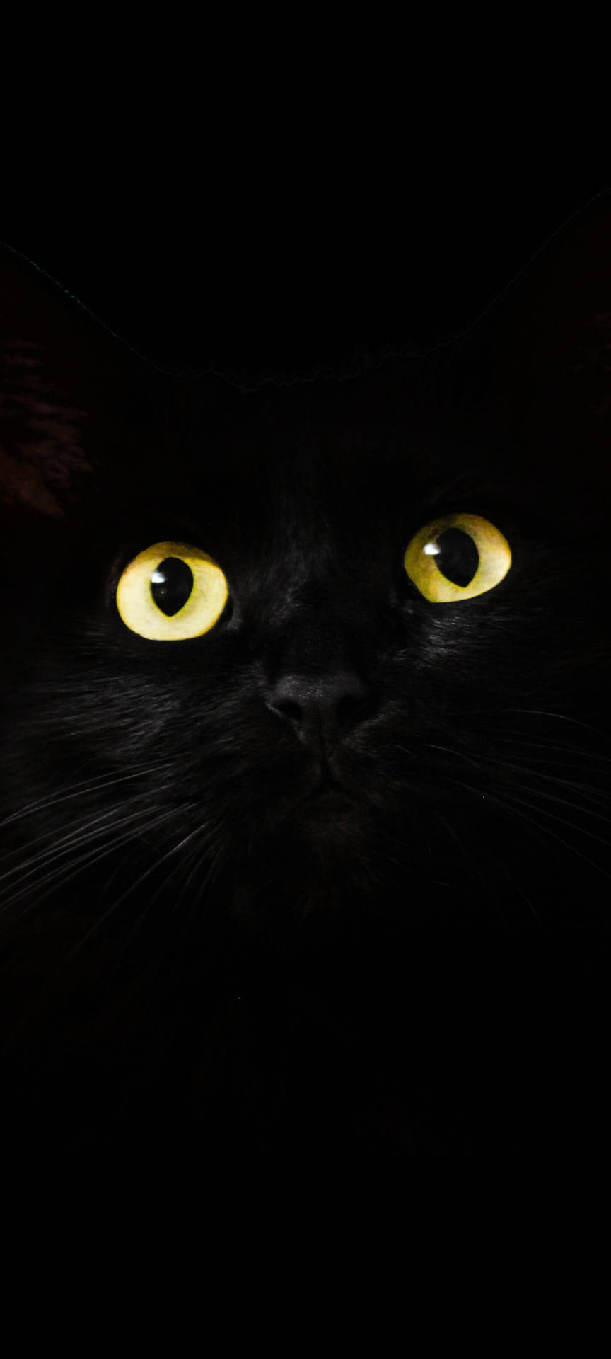 Download Note 10 Plus Black Cat Wallpaper 