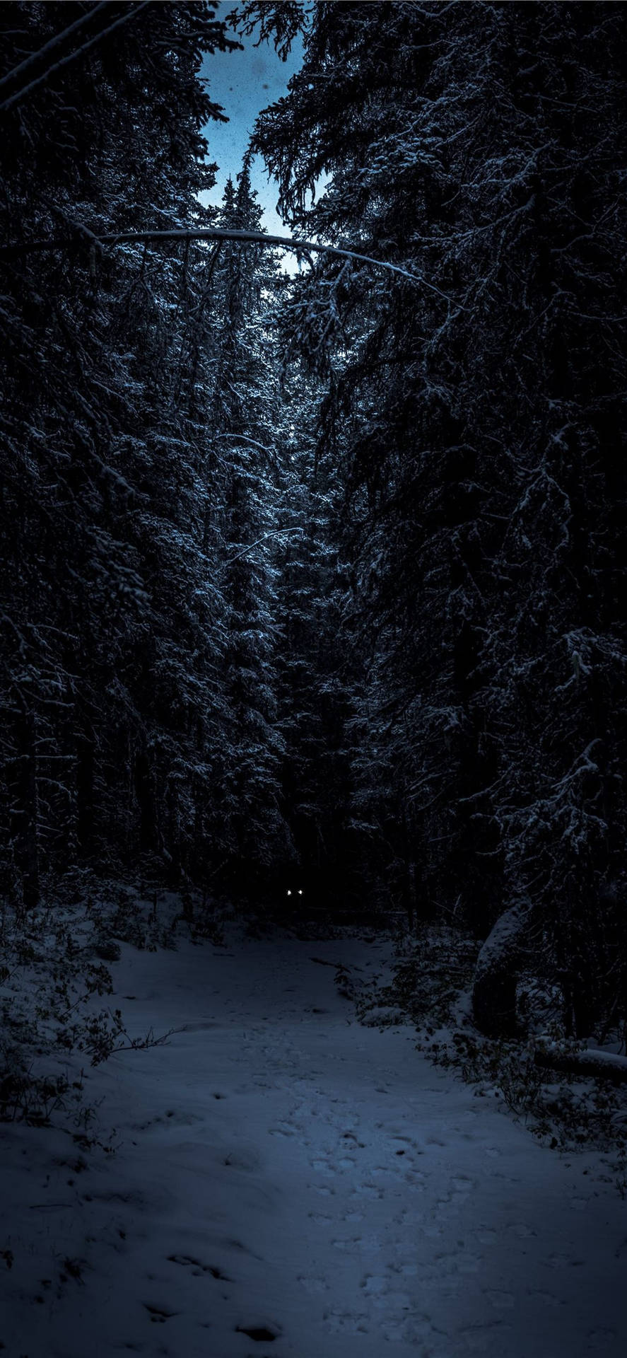 Noturno, Escuro, Floresta De Inverno, Iphone Papel de Parede