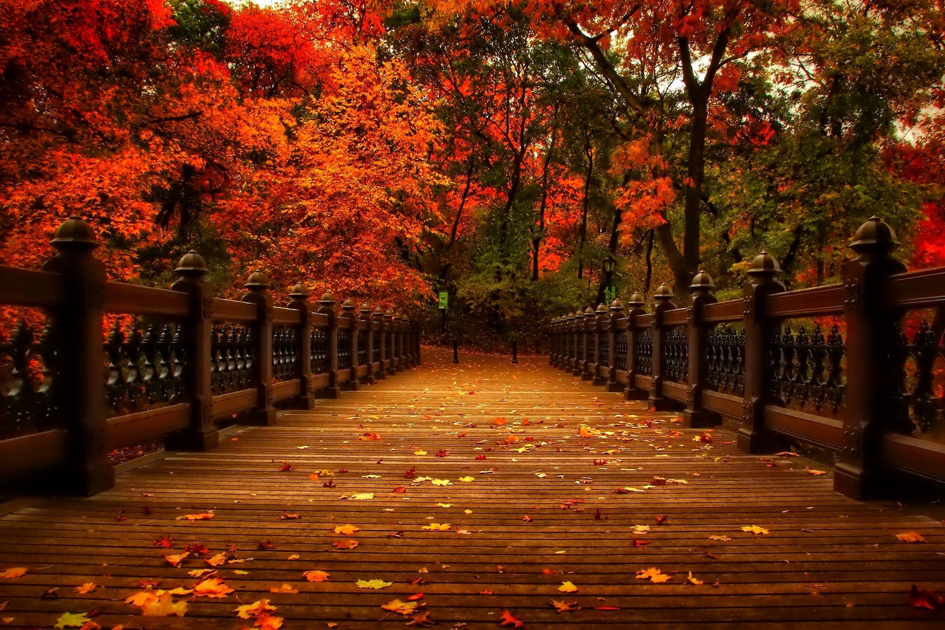 A Wooden Bridge over an Autumn Forest in November Wallpaper