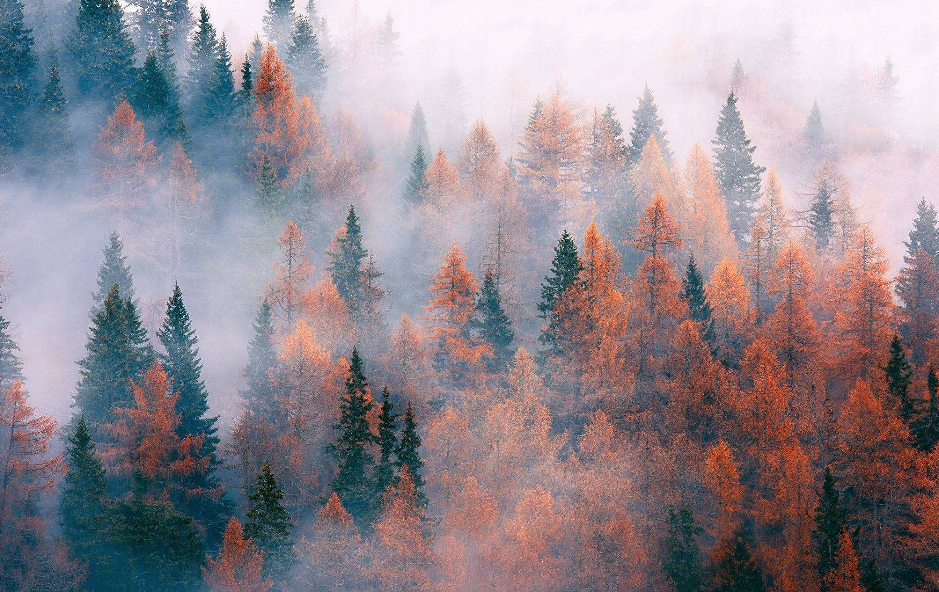 An Autumn fog envelopes a forest in the month of November Wallpaper
