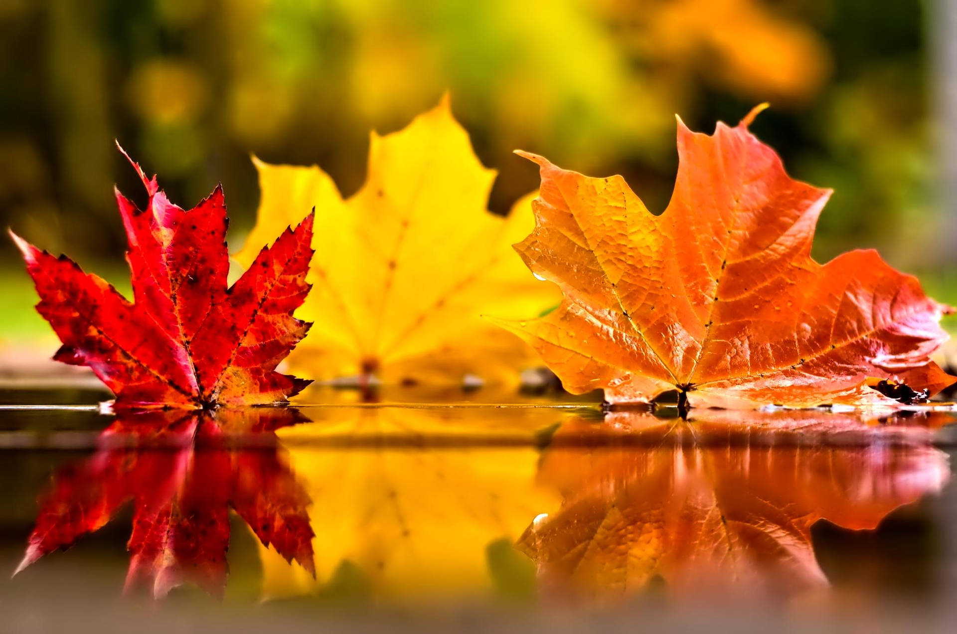 Beautiful bright red and yellow leaves in the autumn season of November Wallpaper
