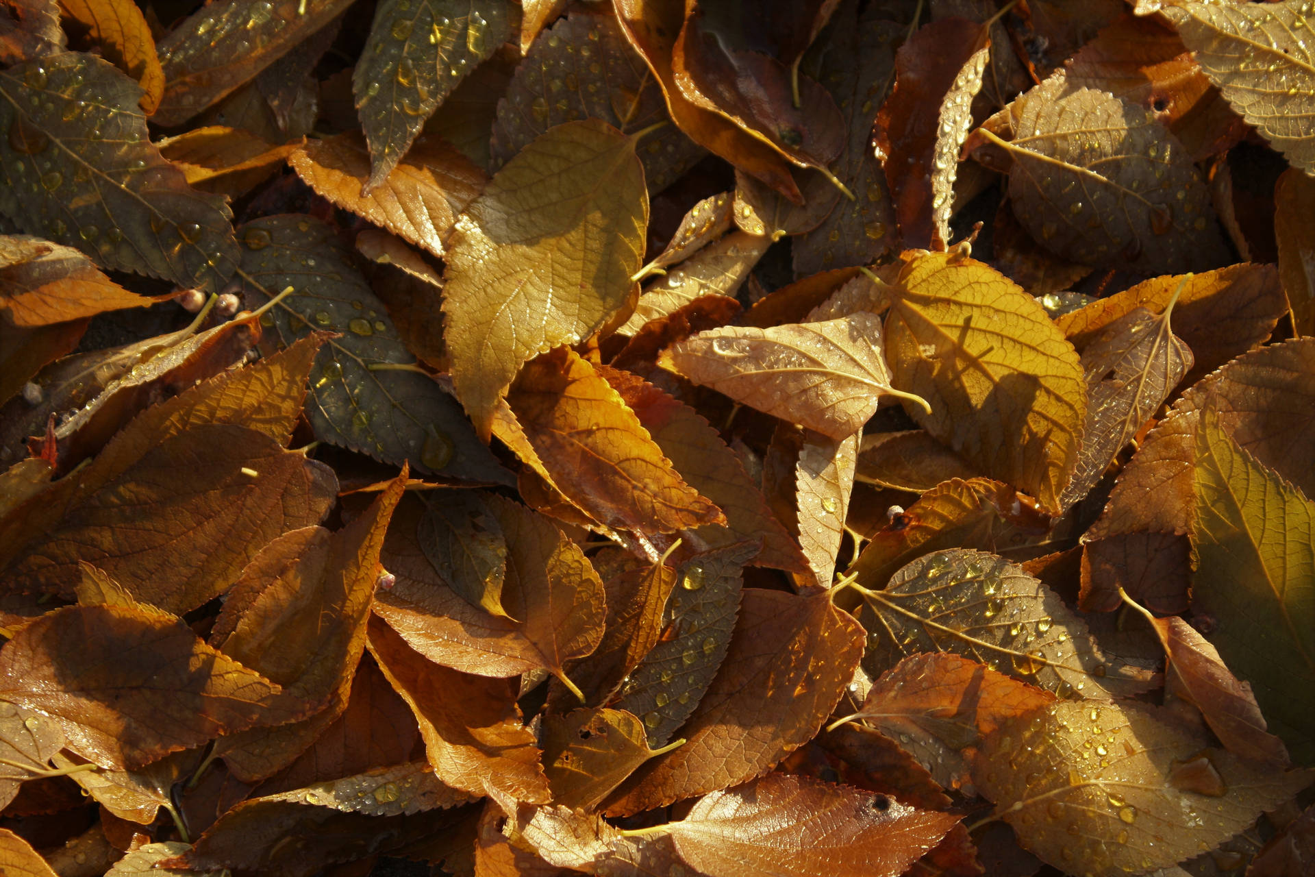 Embrace the beauty of autumn with a stroll through a pile of fallen leaves in November Wallpaper