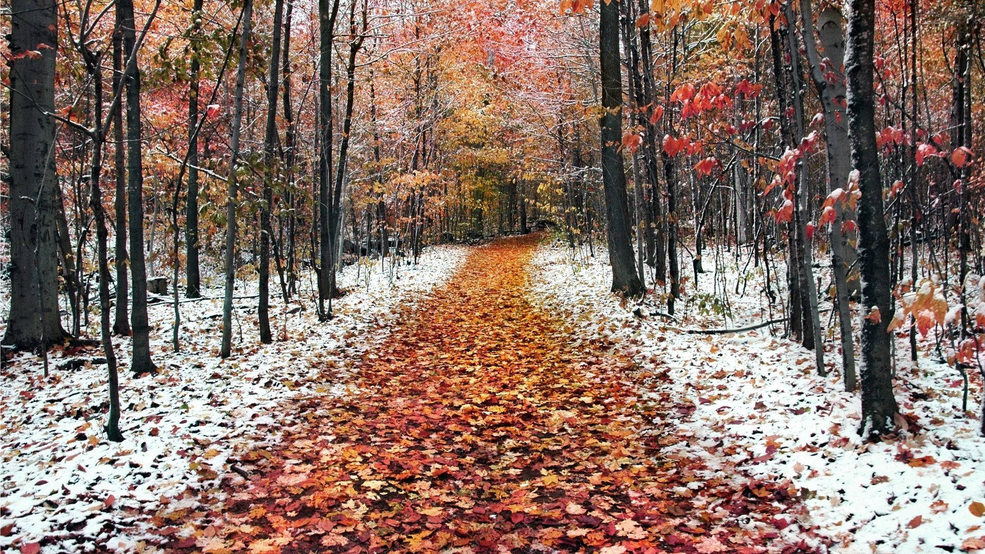 A tranquil snow-covered path to on a crisp November morning. Wallpaper