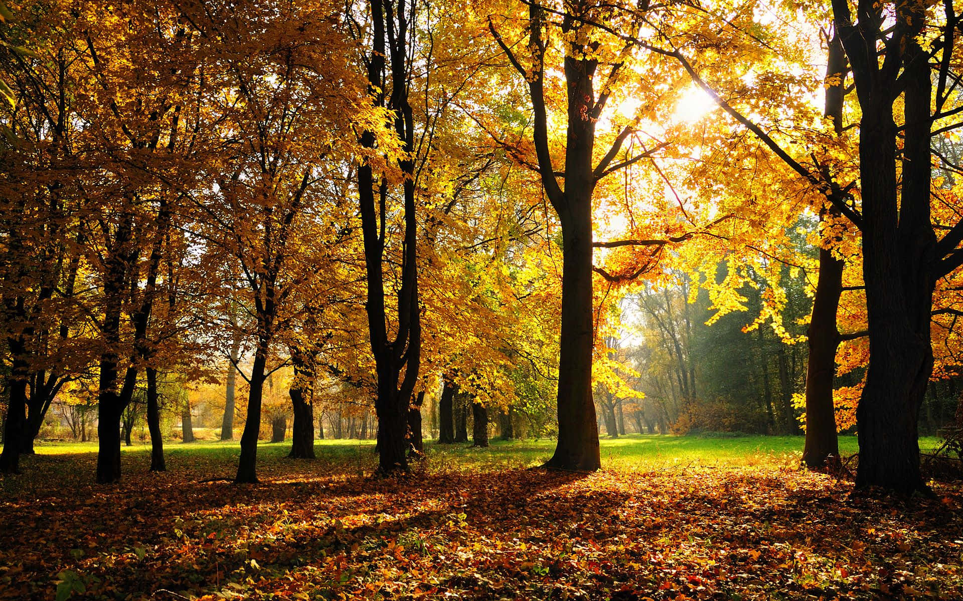 "Welcome the Alluring Colors of November Fall" Wallpaper