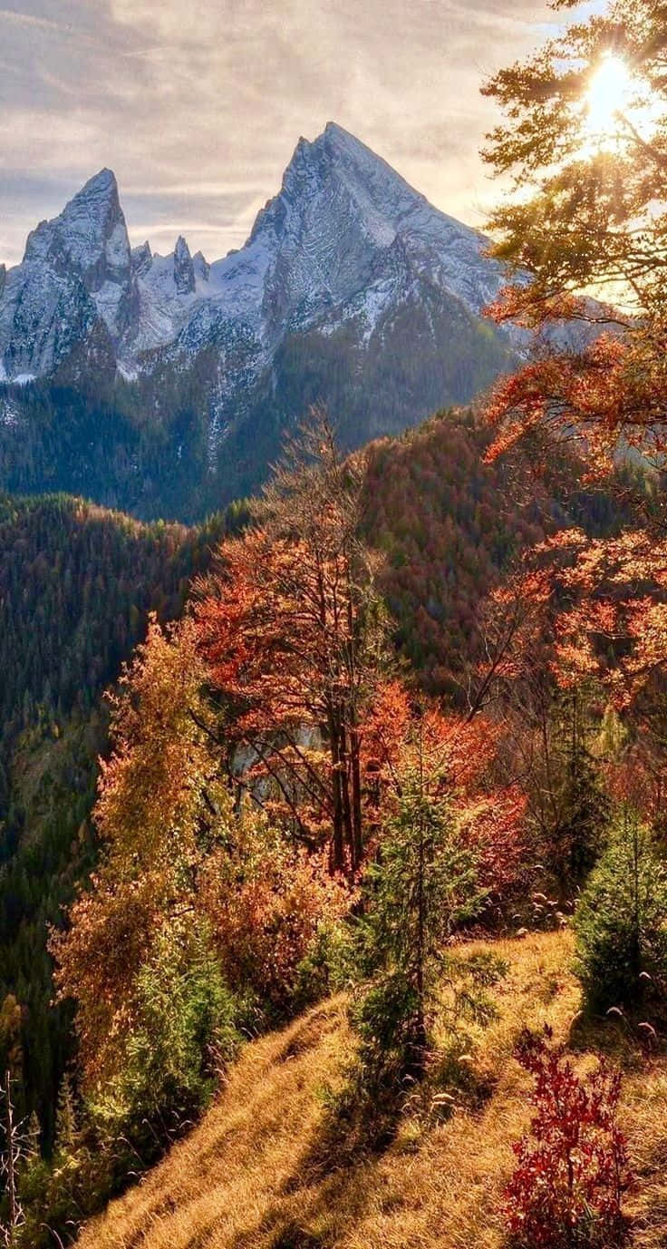 November Fall Forest Mountain Mobile Background