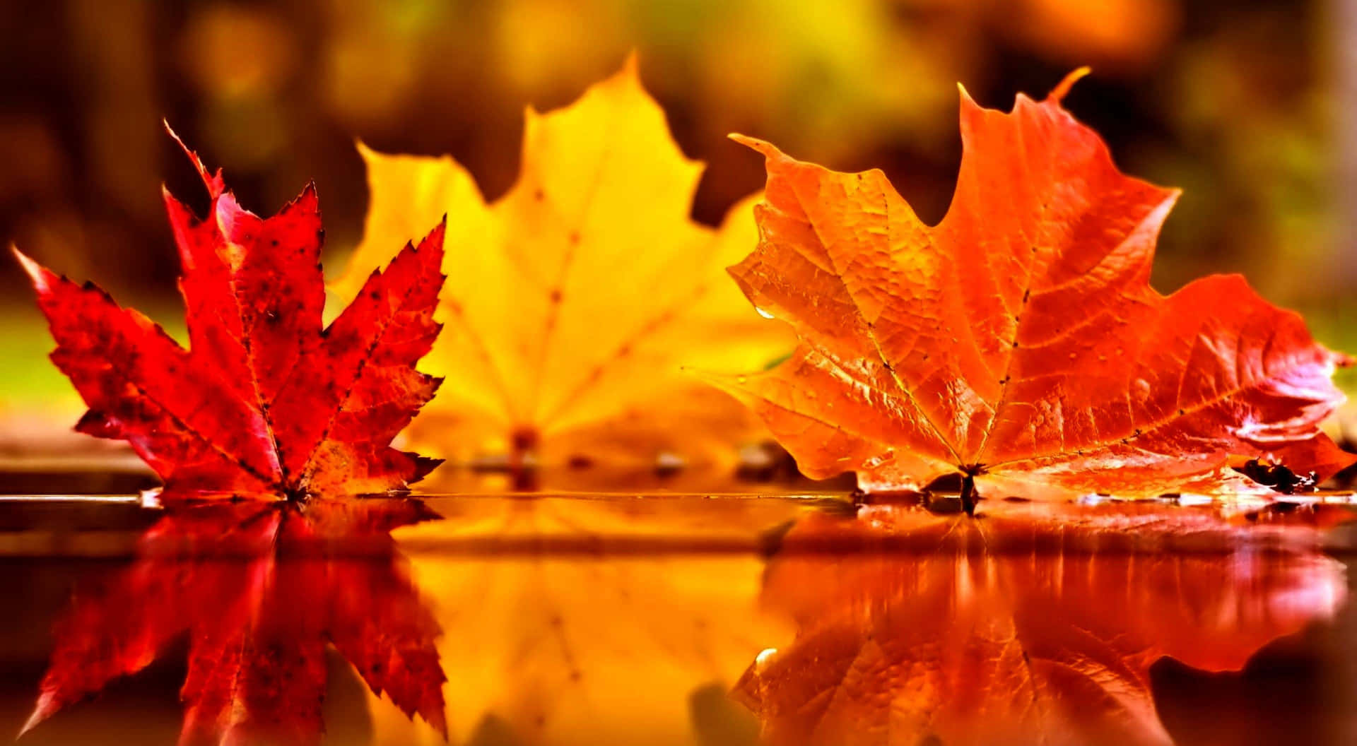 Folhasde Outono Em Close-up Em Novembro. Papel de Parede