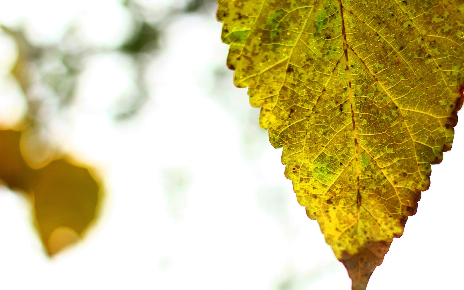 November Fall Yellow Leaf Close-Up Wallpaper