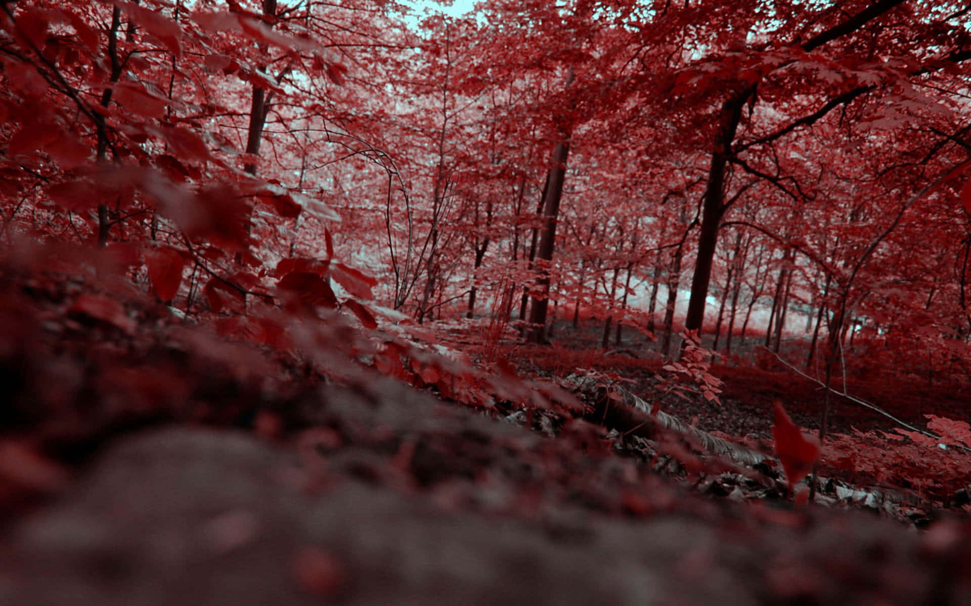 A Red Forest With Trees Wallpaper