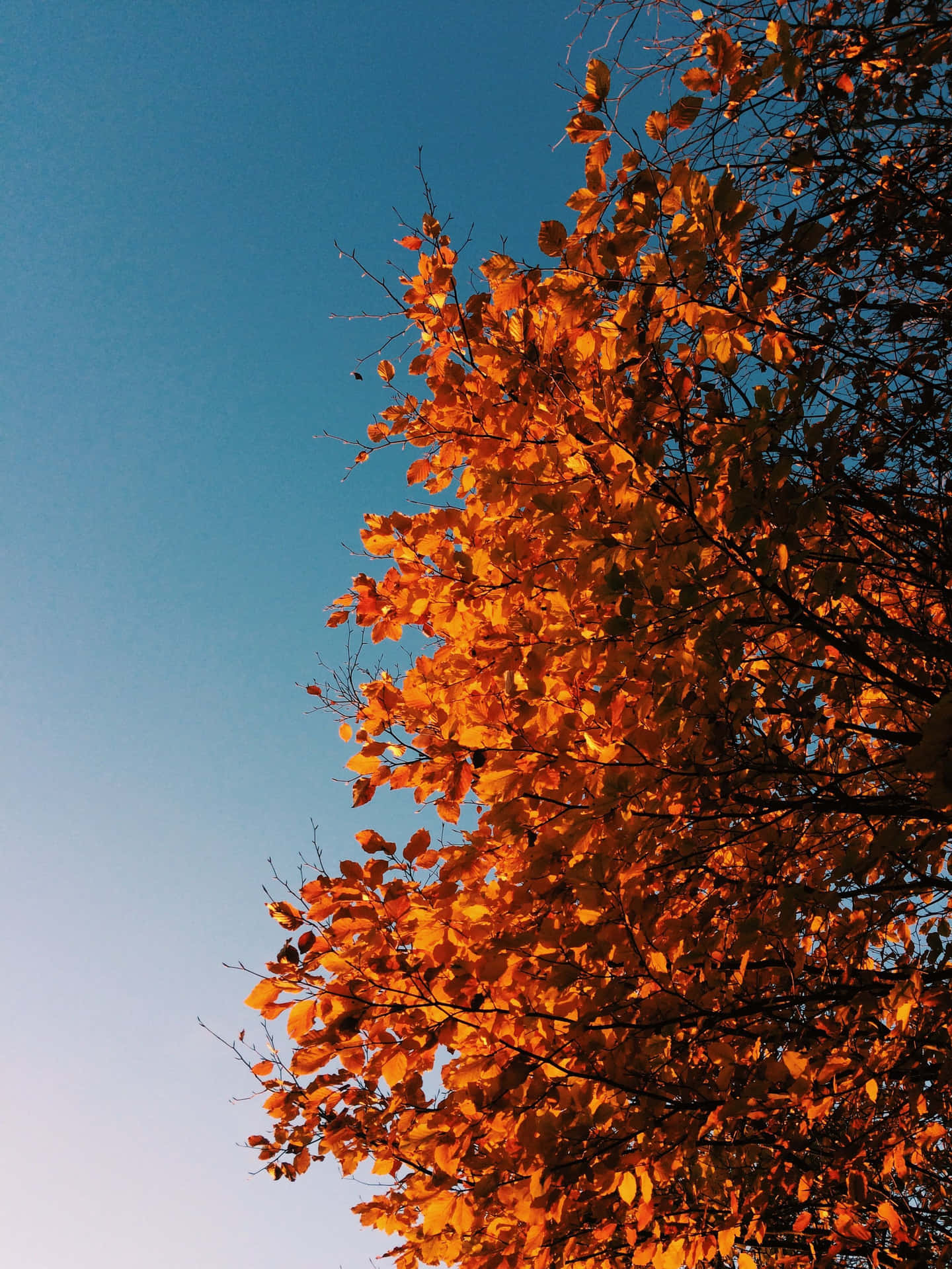 November Fall Tree Orange Leaves Wallpaper