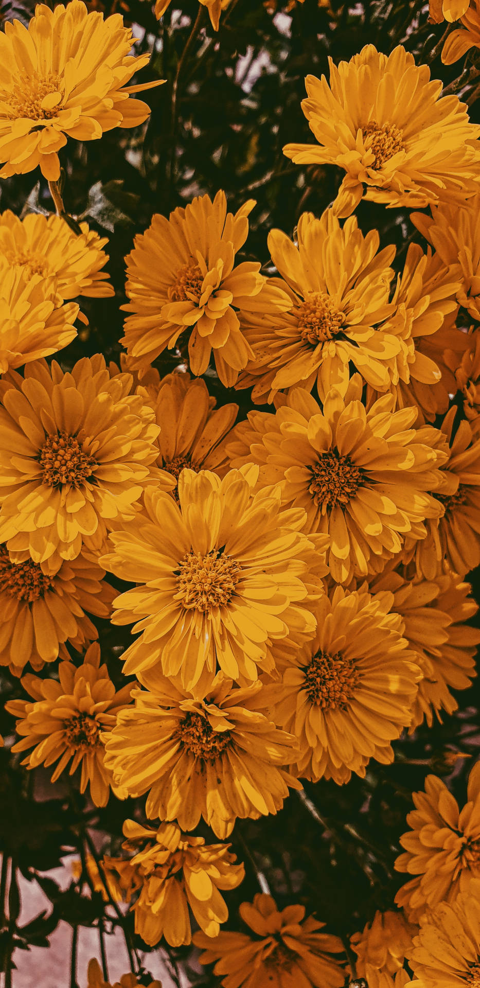 Celebrate the start of autumn with a vibrant field of daisies. Wallpaper
