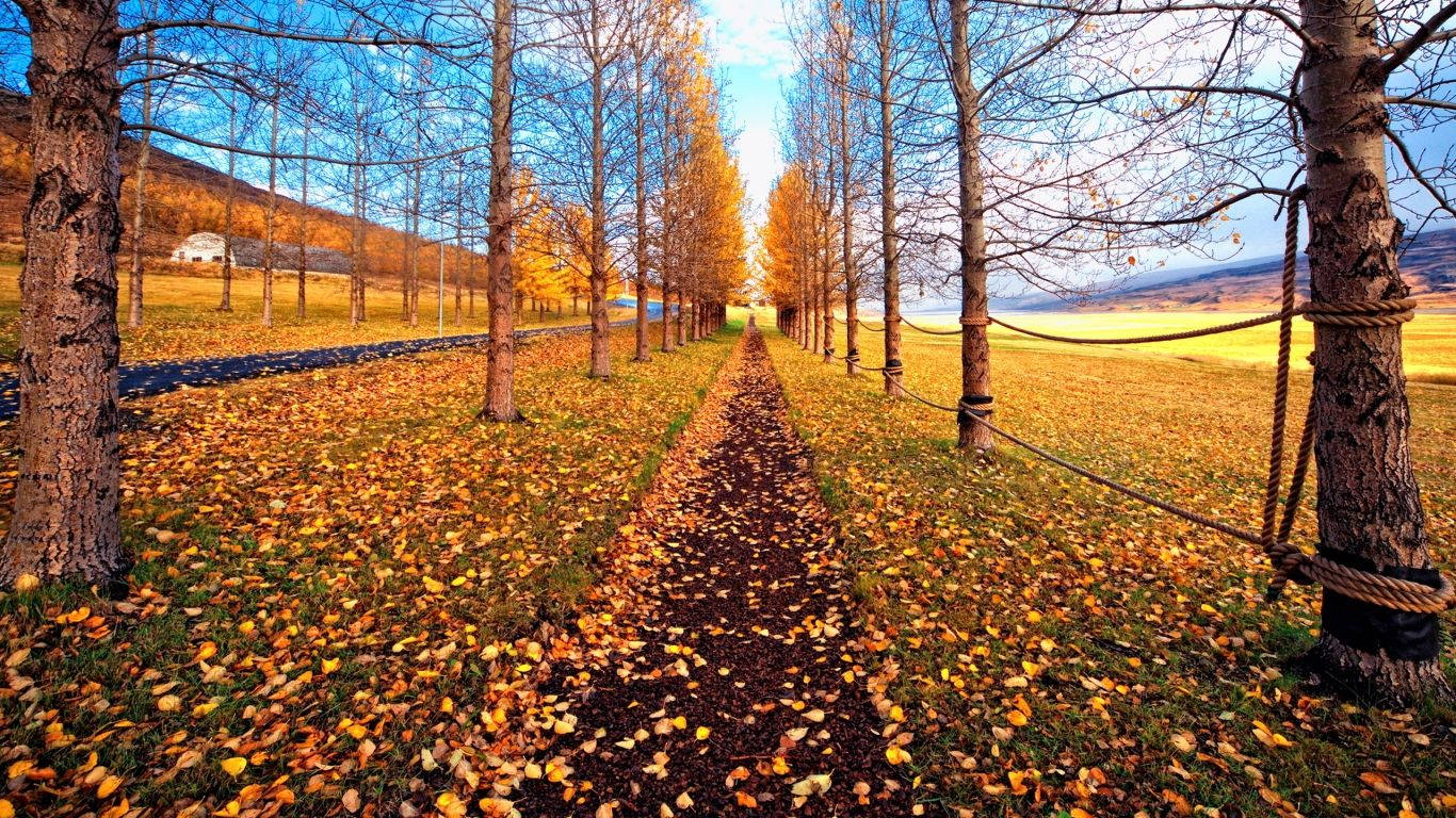 A walk down a countryside path in the month of November Wallpaper