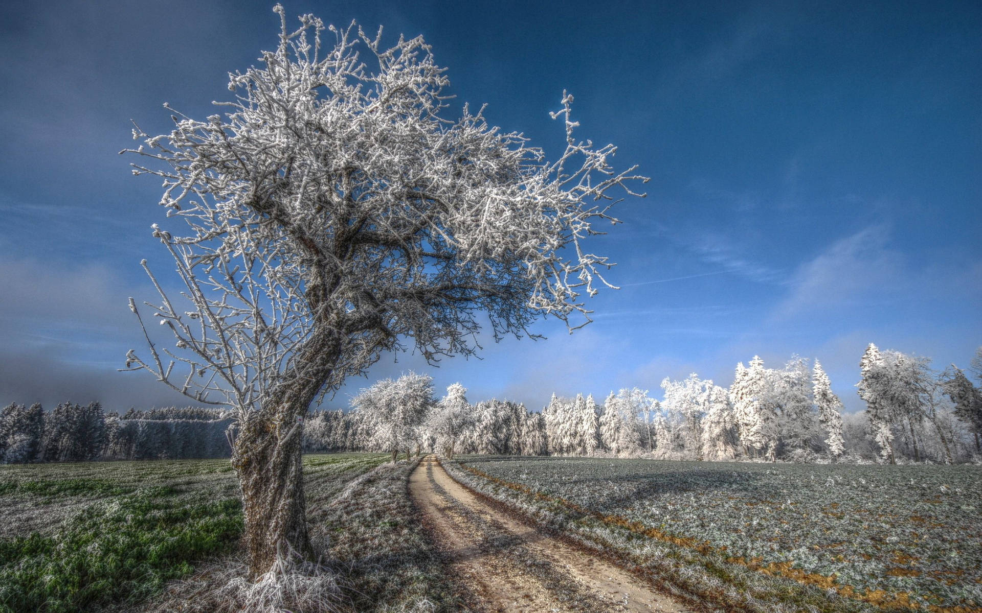 A frosty November morning in the countryside Wallpaper