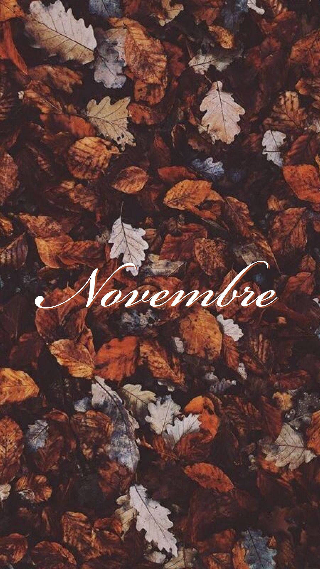 November - November - November - November - November - November - Nov Wallpaper