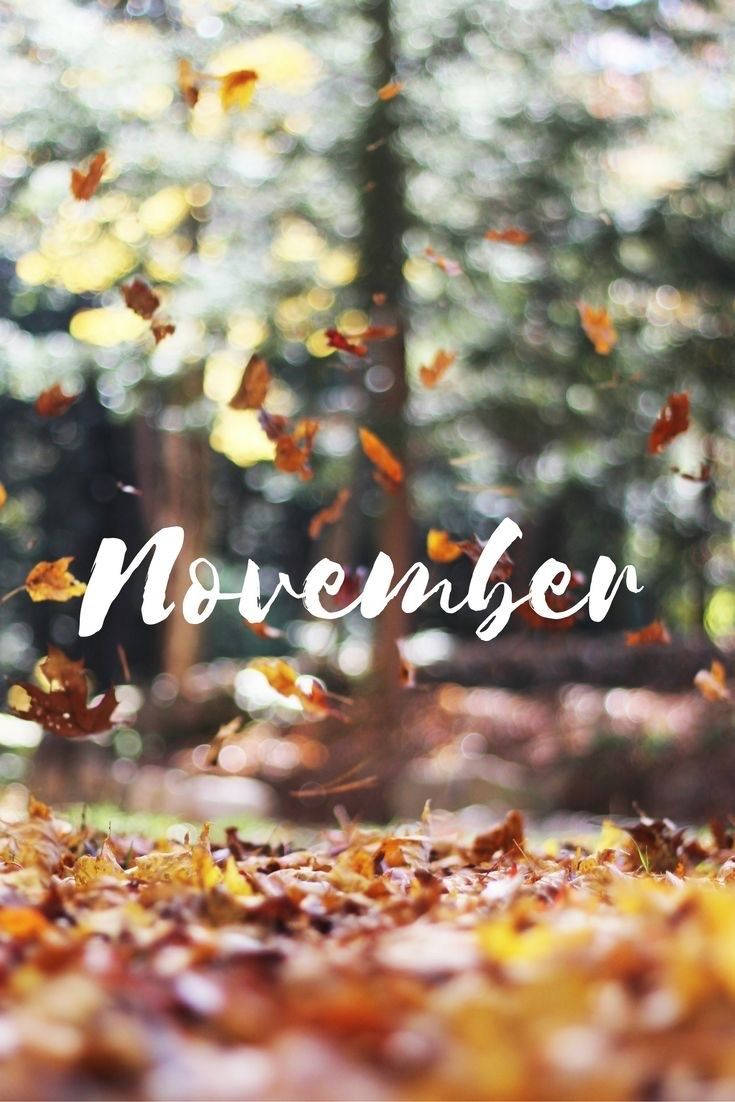 Download November - A Photo Of Leaves Falling In The Forest Wallpaper ...