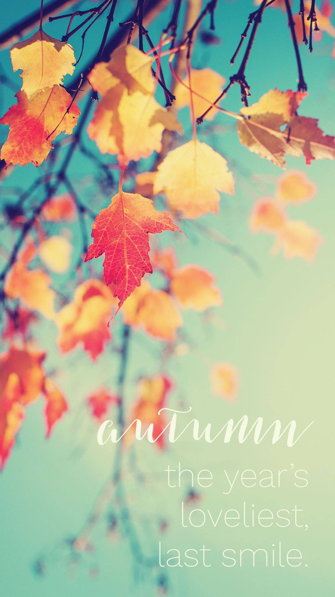 Add a Touch of Autumn to Your Iphone with this Beautiful Wallpaper Wallpaper
