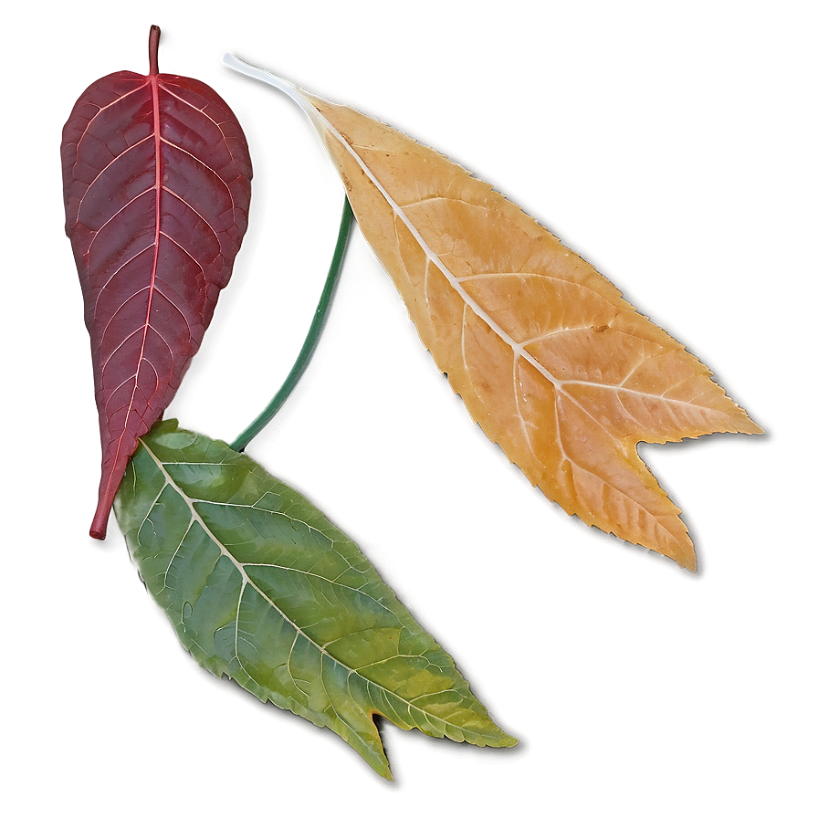 November Leaves Falling Png Cjc PNG