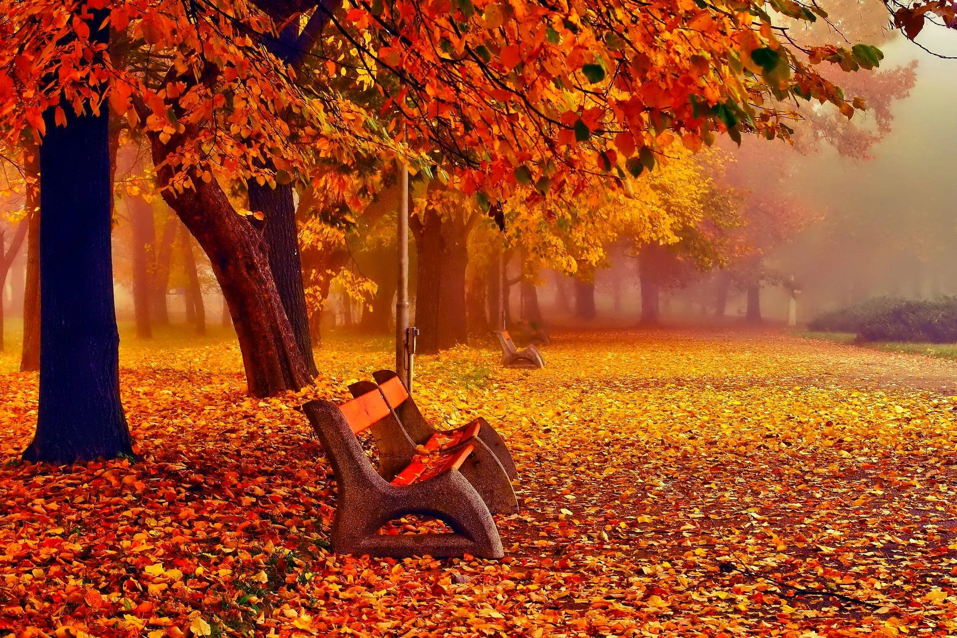 November Orange Autumn Bench