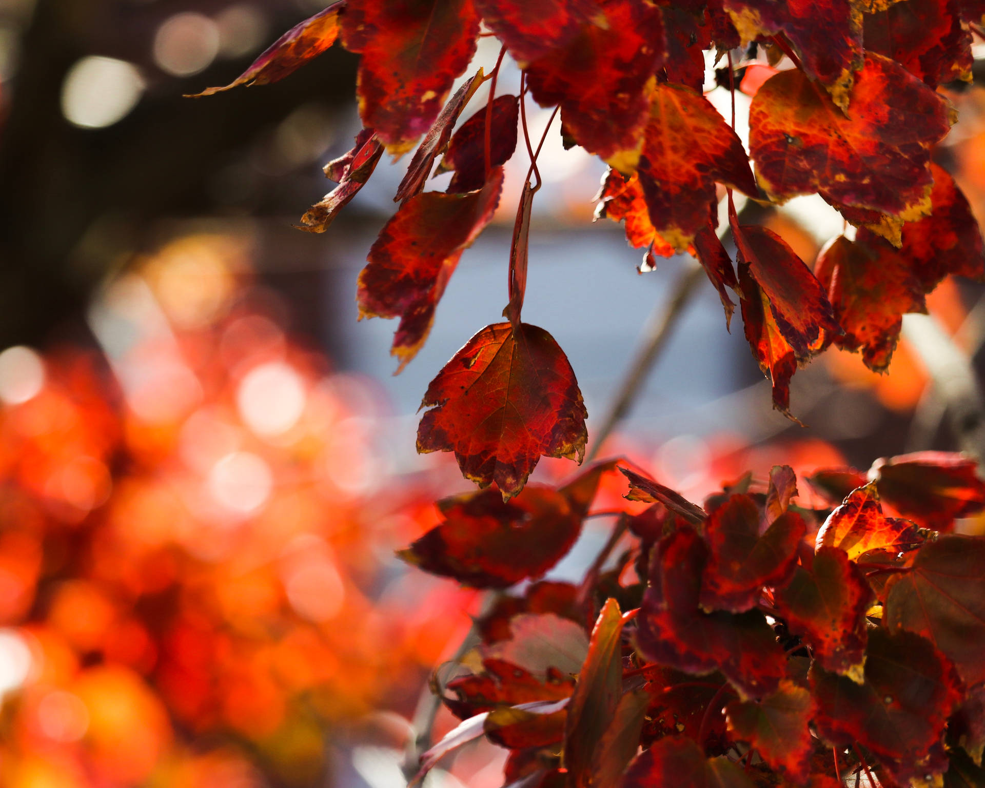 November Red Leaves Macro