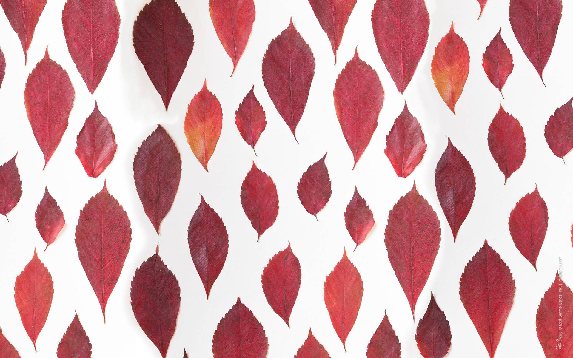 An Autumnal Tapestry of Scarlet Leaves in November Wallpaper