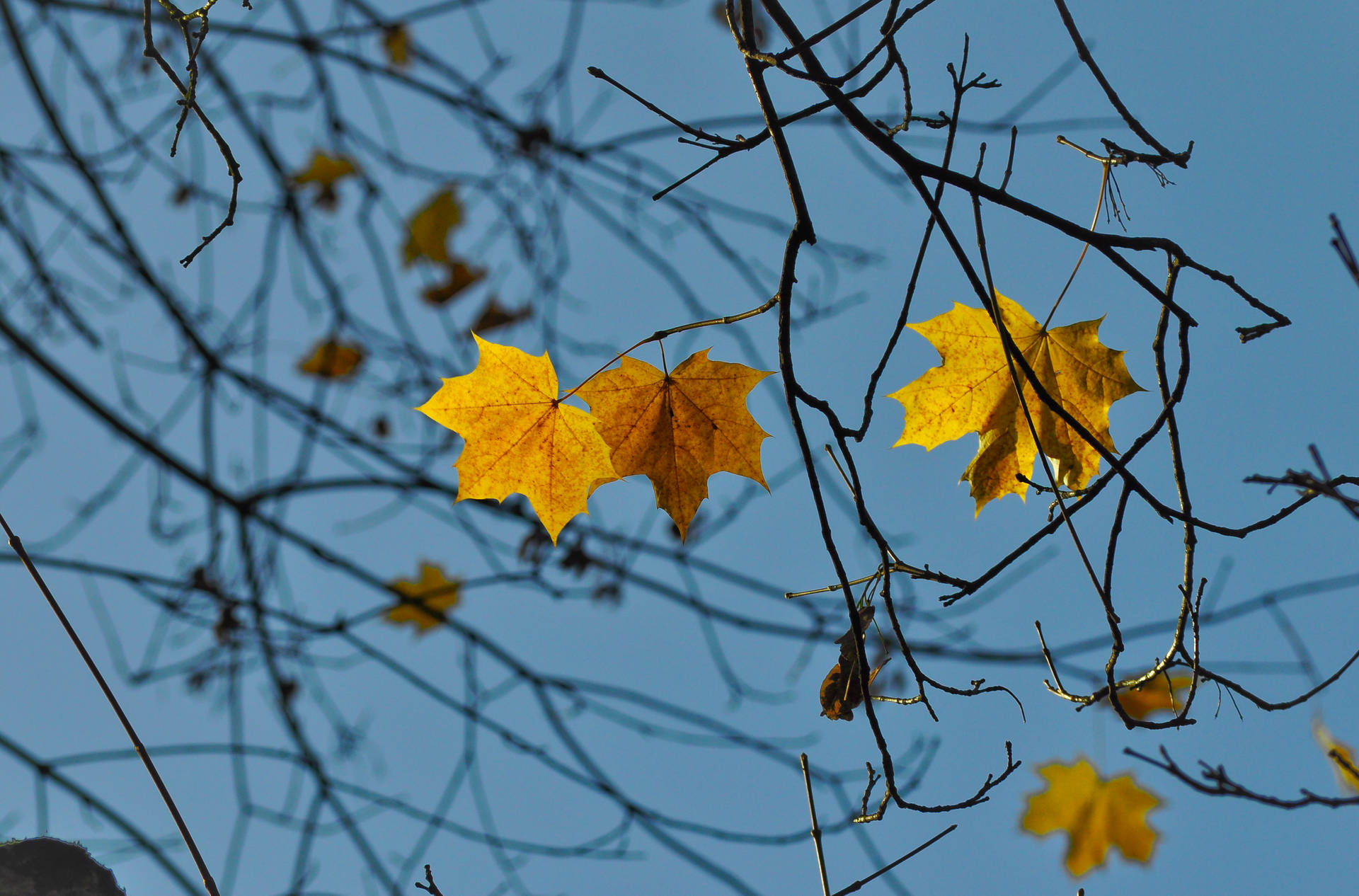 Blanket of autumn leaves on a crisp November day in beautiful blues and yellows Wallpaper