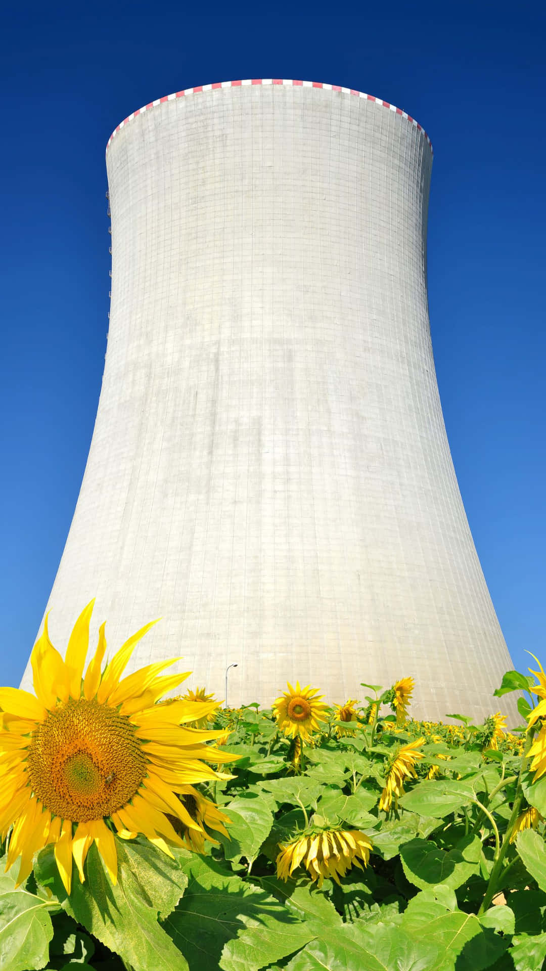 Koeltoren Van Kerncentrale En Zonnebloemen Achtergrond