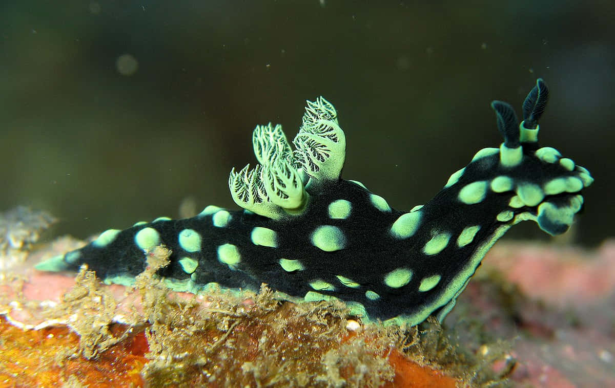 Nudibranchon Coral Reef Wallpaper