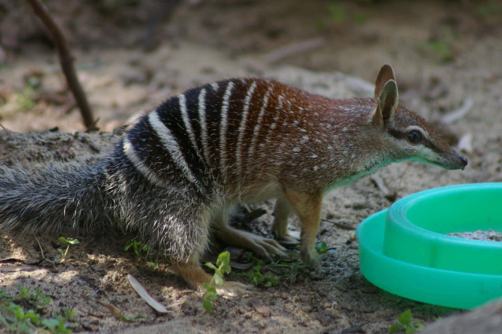 Numbat Nær Vannskål Bakgrunnsbildet