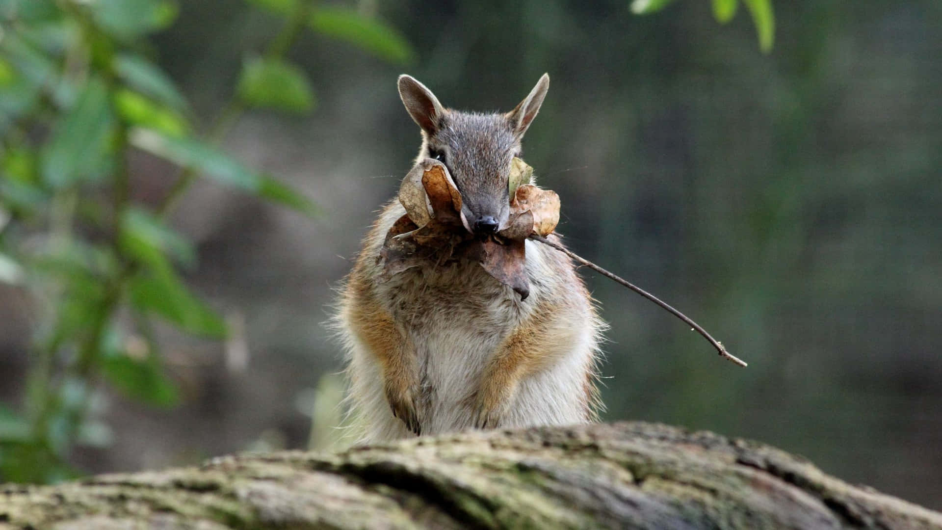 Numbat Met Tak Achtergrond